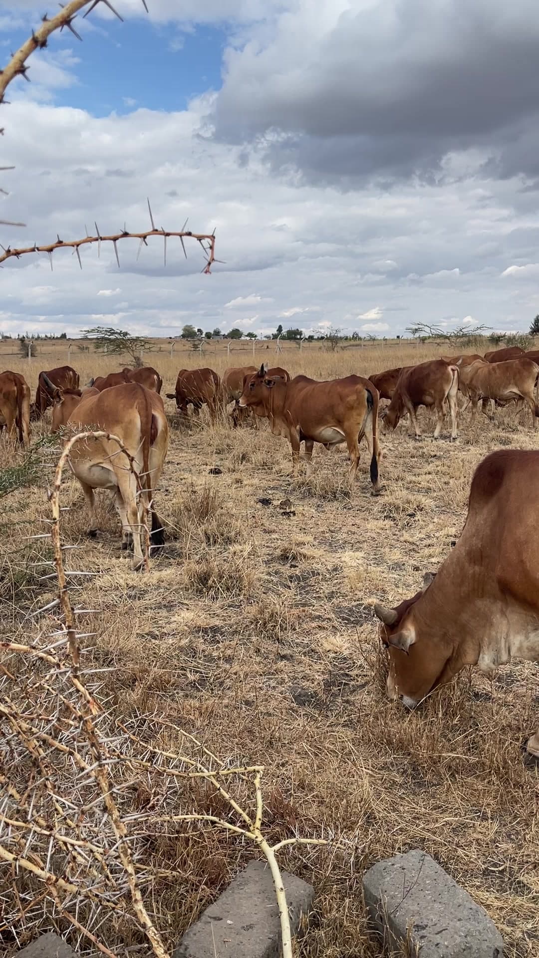 A pale, horned zebu-cross cow looking straight into the camera on dry ground, red cattle grazing behind her under storm cloud.